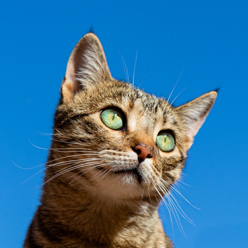 Healthy orange tabby cat eating raw food