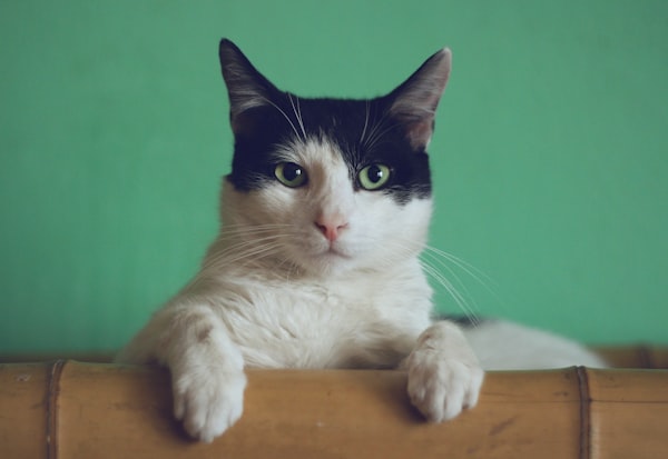 Grey tabby cat