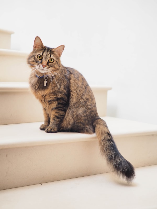 Orange cat portrait